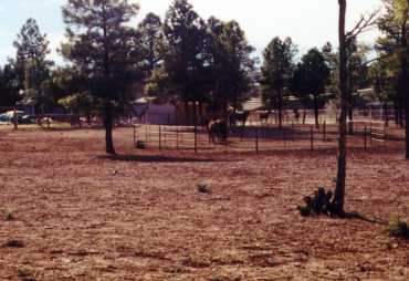 The corral